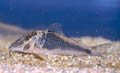 Corydoras semiaquilus